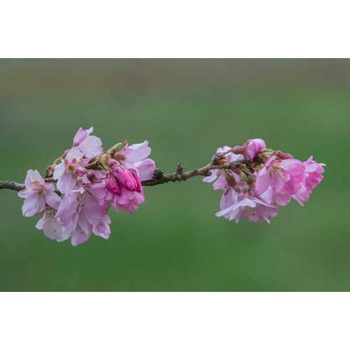 Tilley, Rob 아티스트의 Washington State-Bellevue Cherry blossoms작품입니다.
